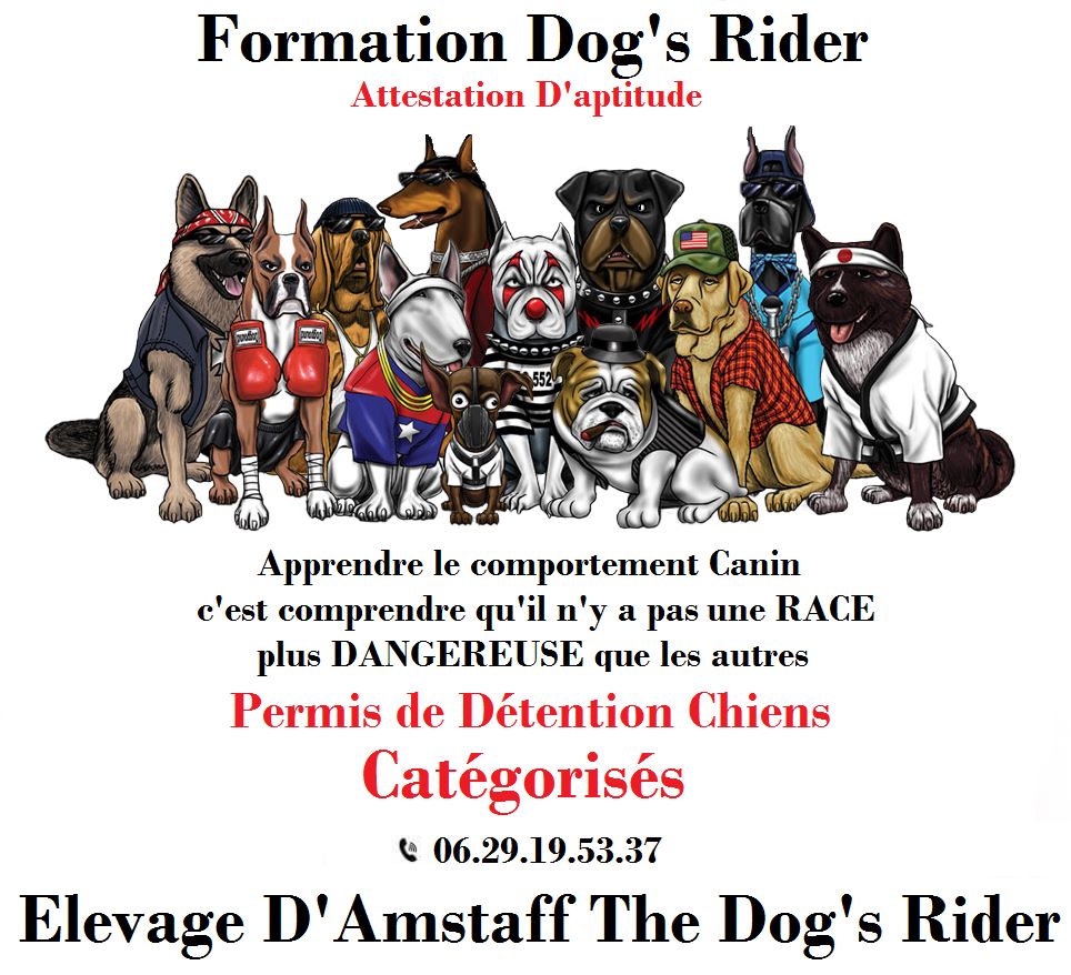 Dog's Rider  - Permis de detention Chiens Categorises 1&2 Attestation d'aptitude 
