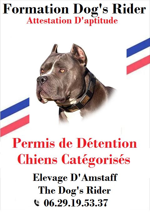 Dog's Rider  - Formation Attestation D'aptitude pour Permis de détention 