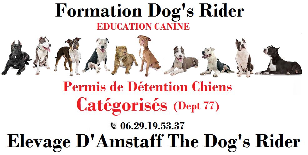 Dog's Rider  - Permis de Détention Chiens catégorisés 