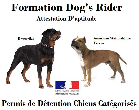 Dog's Rider  - Permis de detention 