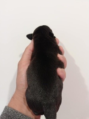CHIOT MALE 4
