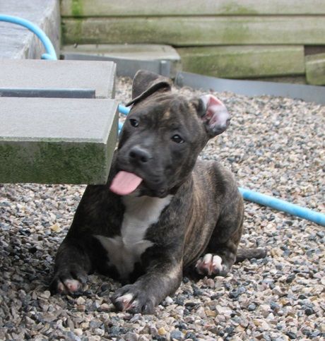 Dog's Rider  - Chiot disponible  - American Staffordshire Terrier