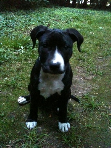 Haska Dog's Rider