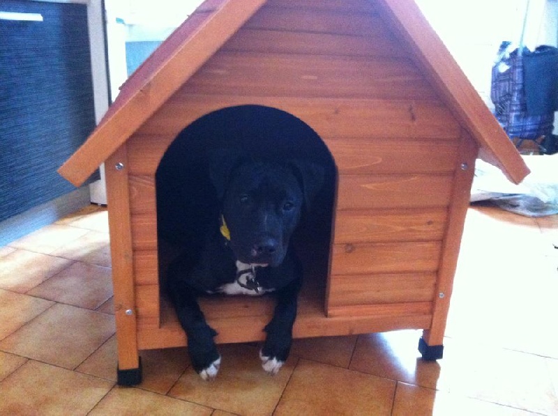 Hava Dog's Rider