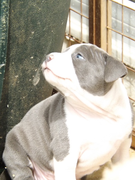 Jaika Dog's Rider