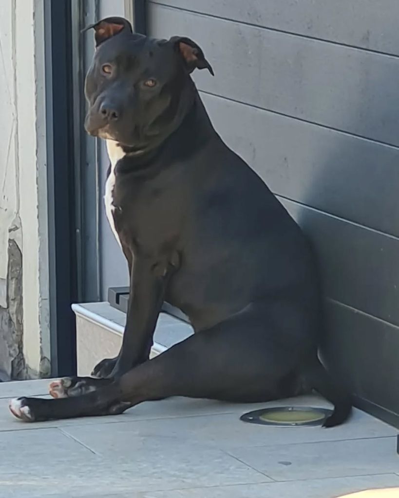 Thiago Dog's Rider