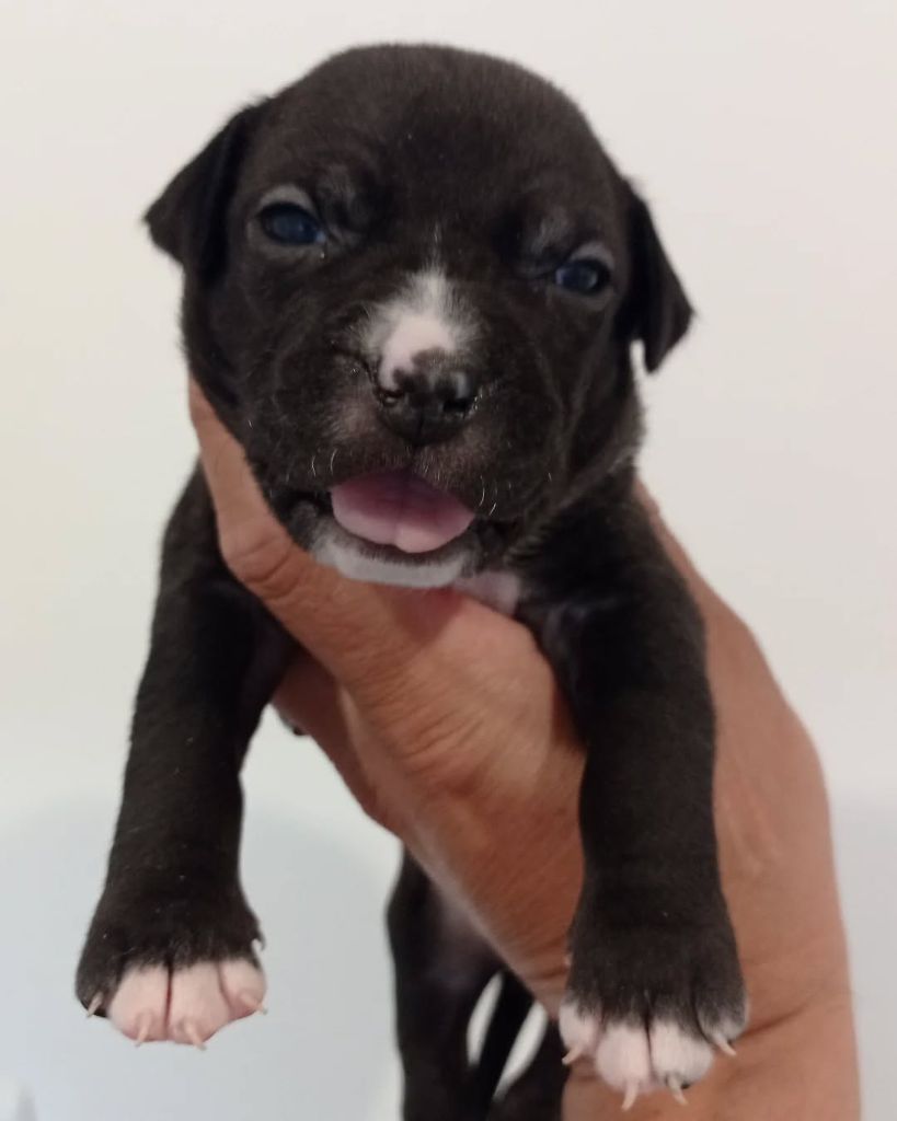 Dog's Rider  - Chiots disponibles - American Staffordshire Terrier