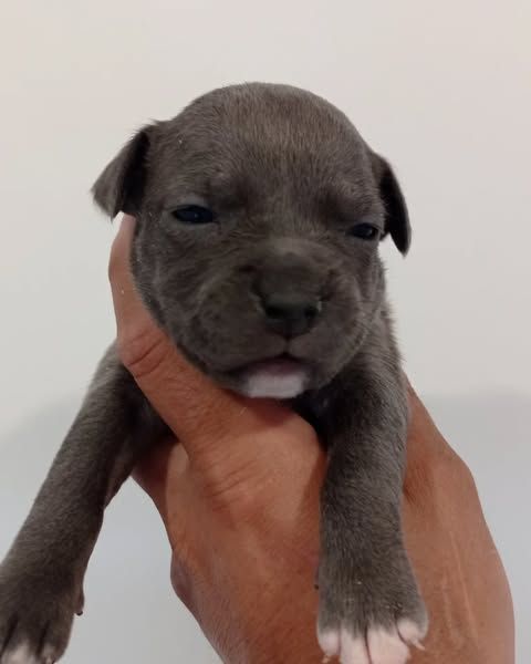 Dog's Rider  - Chiots disponibles - American Staffordshire Terrier