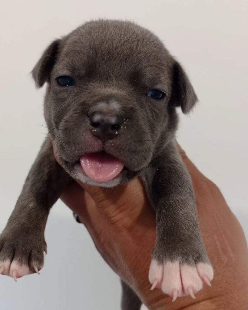 Dog's Rider  - Chiots disponibles - American Staffordshire Terrier