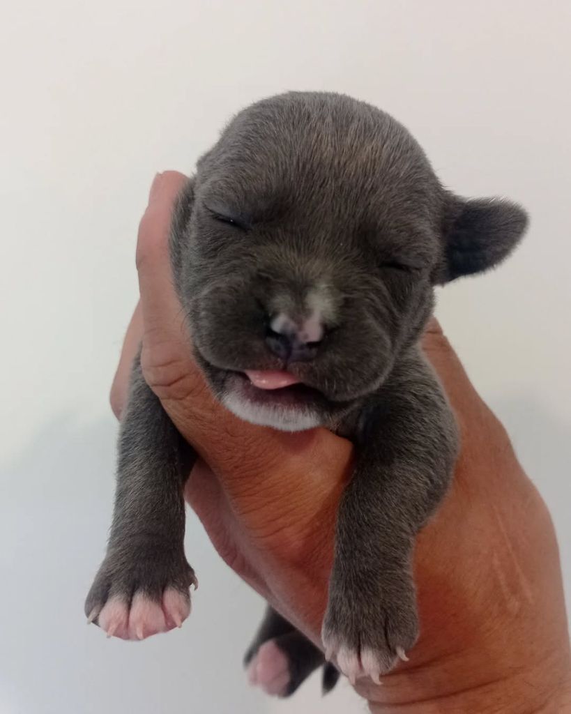 Dog's Rider  - Chiots disponibles - American Staffordshire Terrier