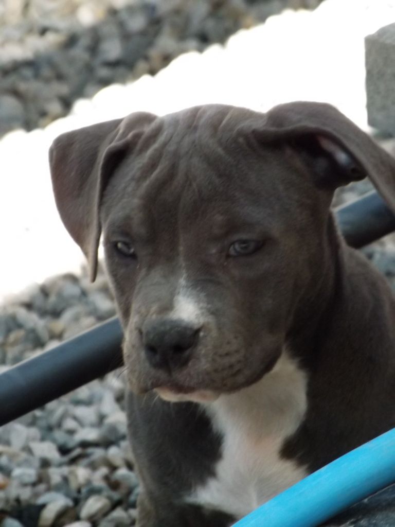 Dog's Rider  - Chiots disponibles - American Staffordshire Terrier