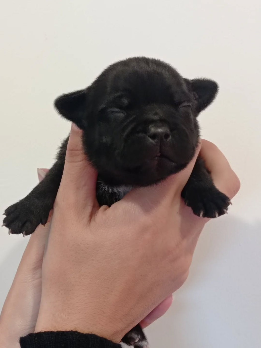 Dog's Rider  - Chiots disponibles - Staffordshire Bull Terrier