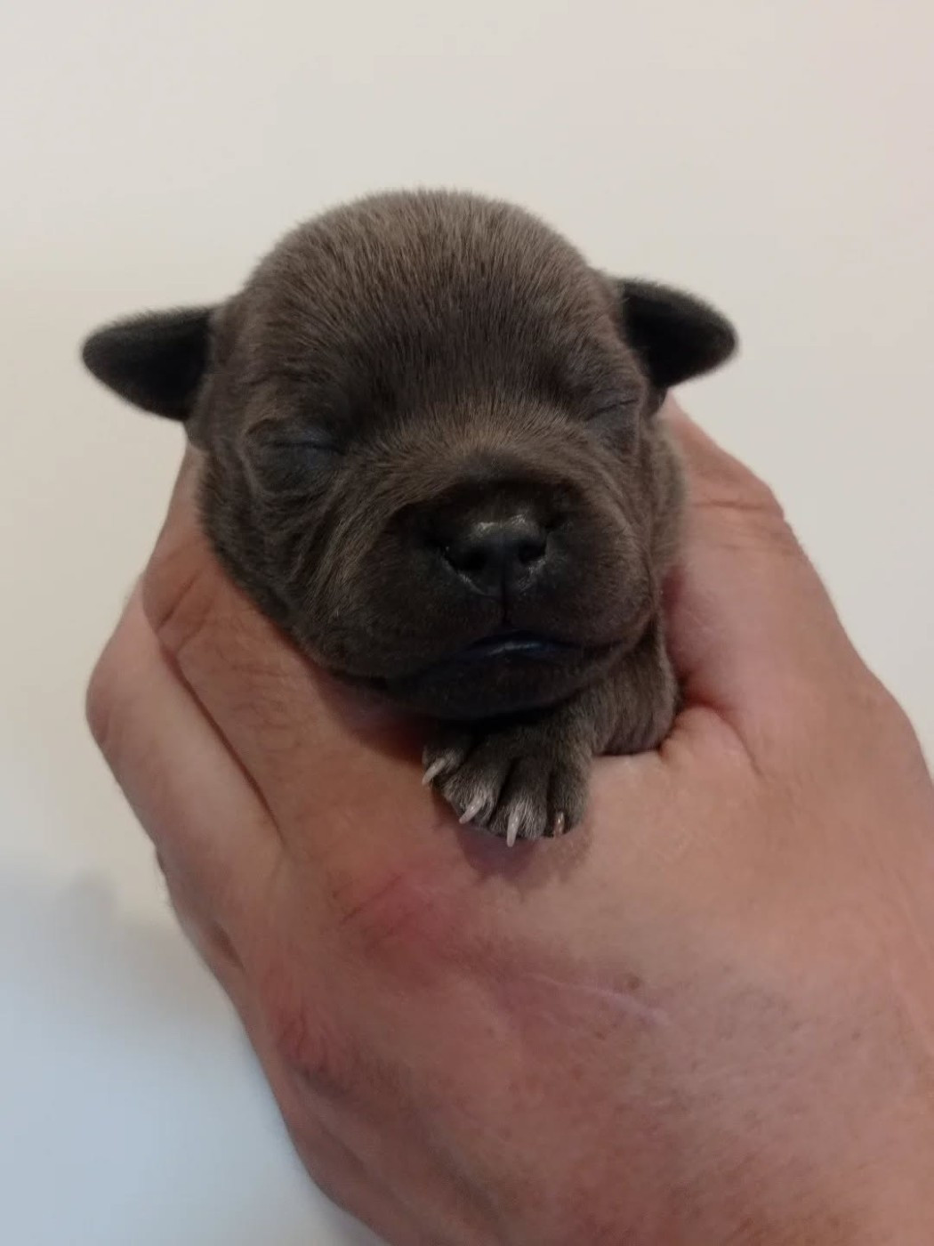 Dog's Rider  - Chiots disponibles - Staffordshire Bull Terrier