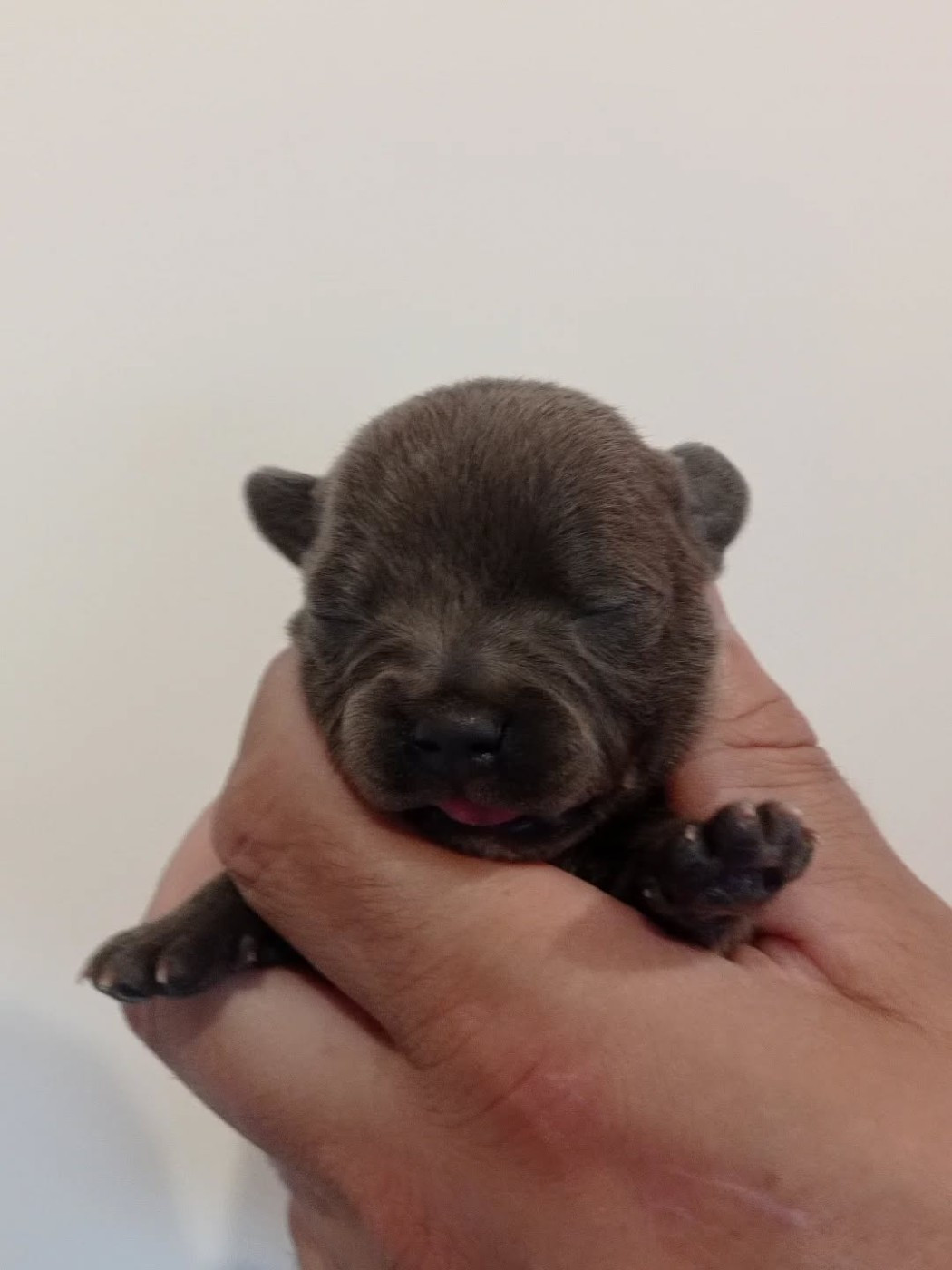 Dog's Rider  - Chiots disponibles - Staffordshire Bull Terrier