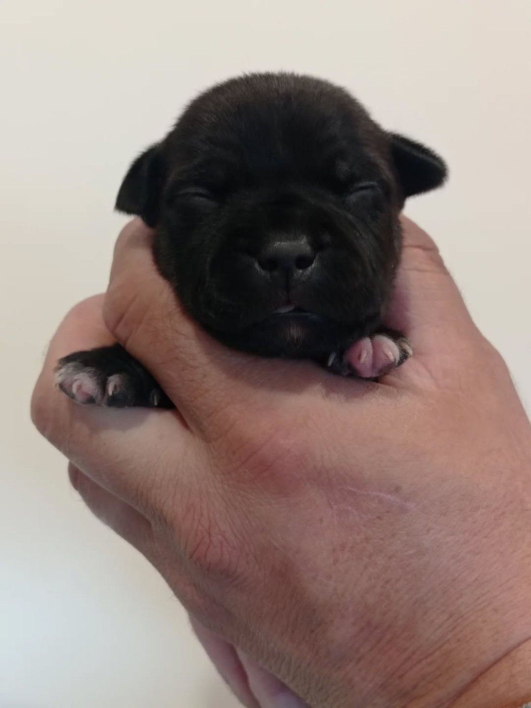 Dog's Rider  - Chiots disponibles - Staffordshire Bull Terrier