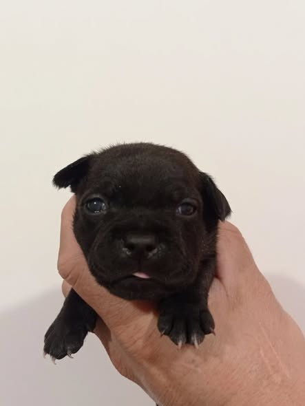 Dog's Rider  - Chiots disponibles - Staffordshire Bull Terrier