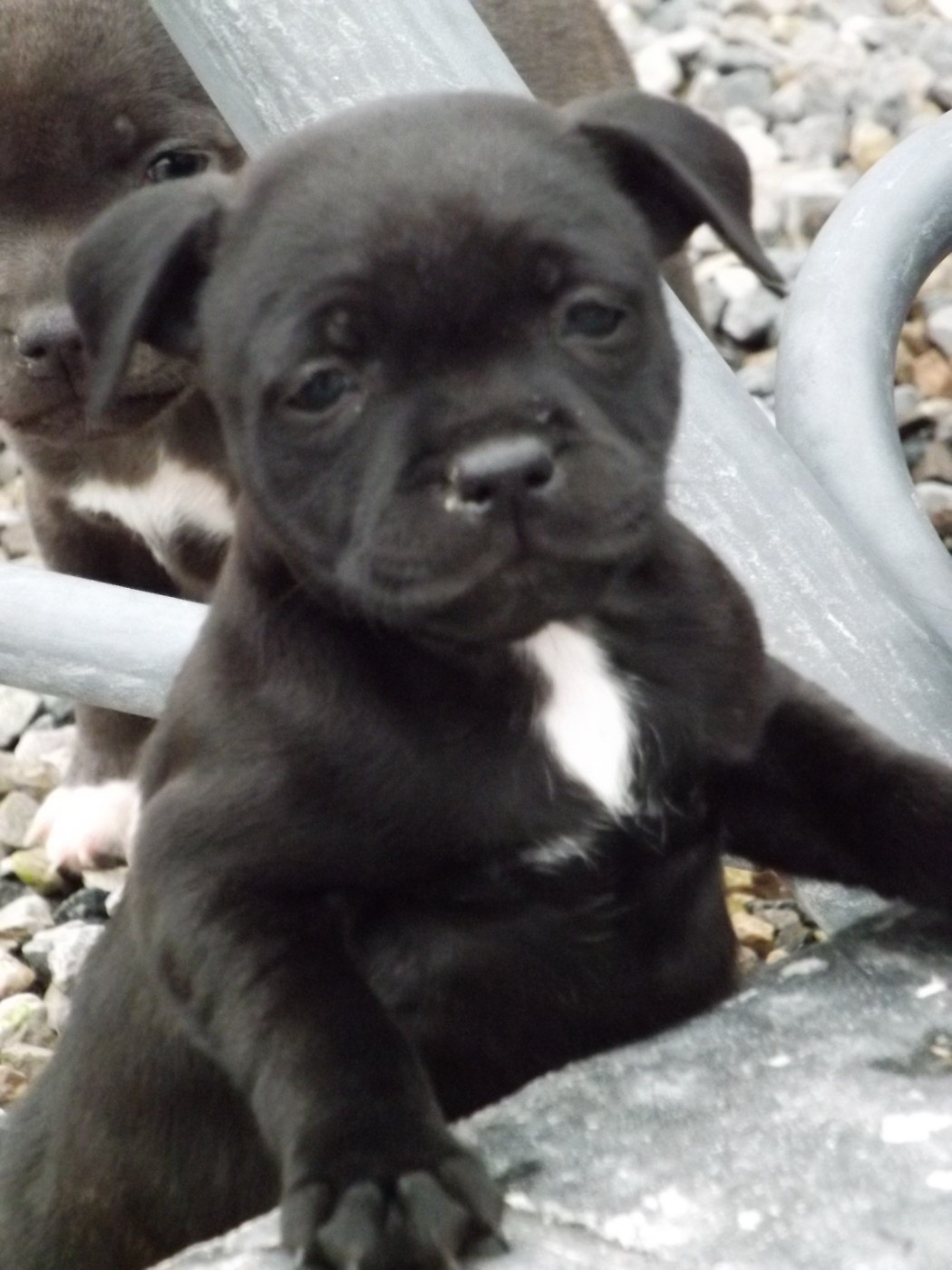 Dog's Rider  - Chiots disponibles - Staffordshire Bull Terrier