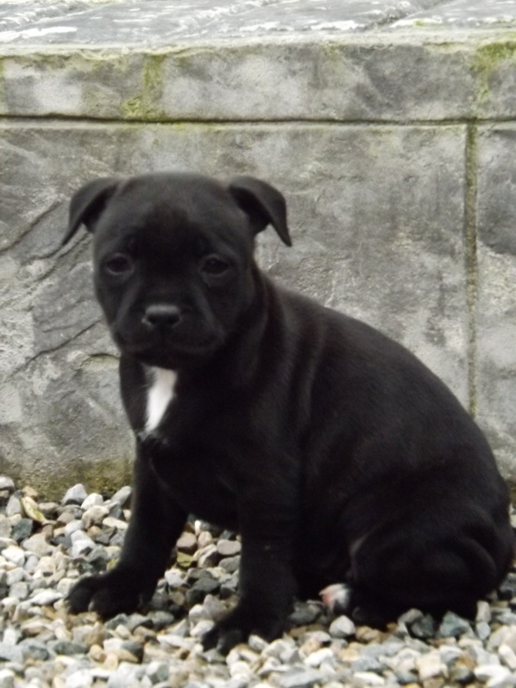 Dog's Rider  - Staffordshire Bull Terrier - Portée née le 19/10/2025