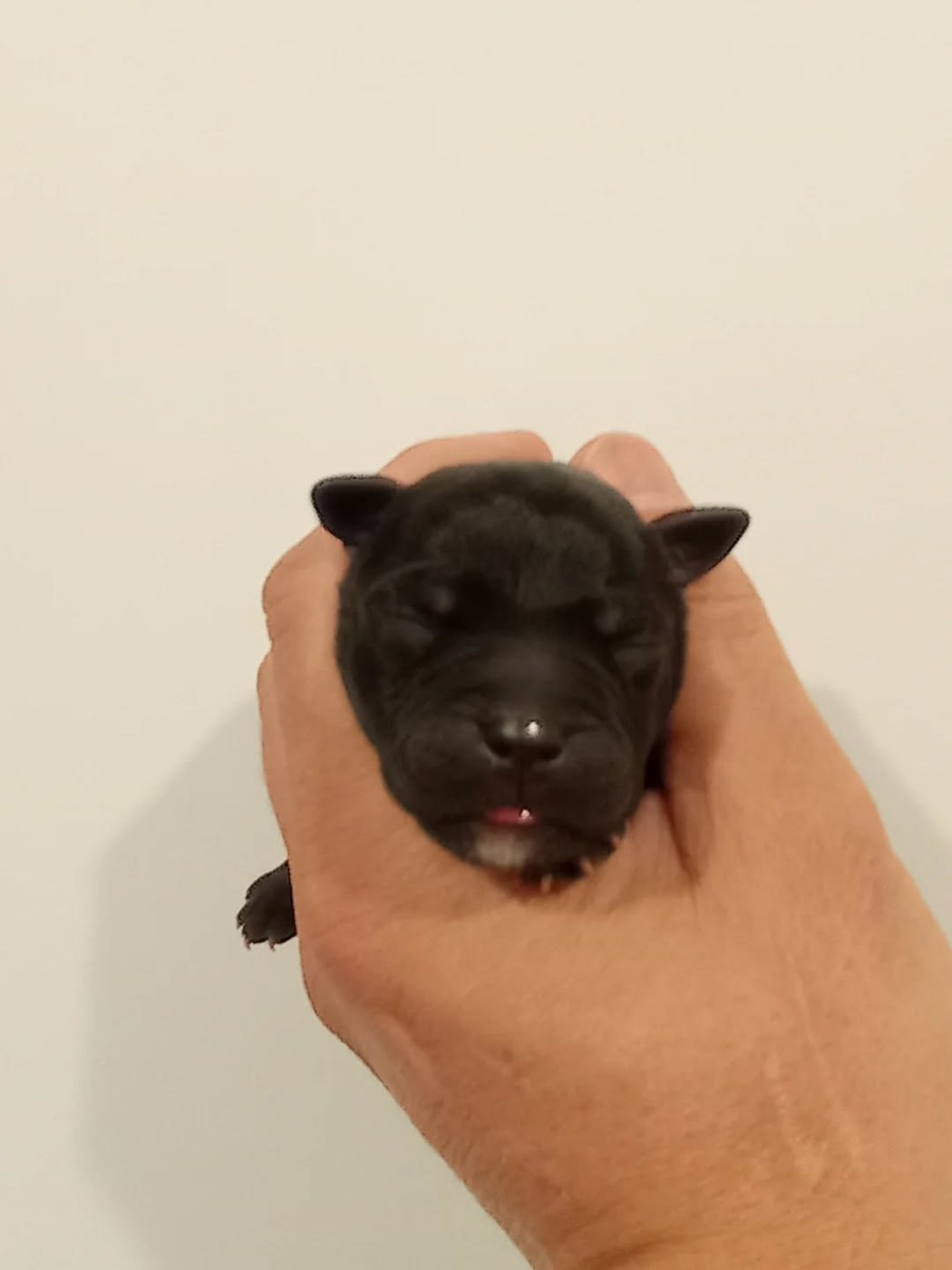 Dog's Rider  - Chiots disponibles - Staffordshire Bull Terrier