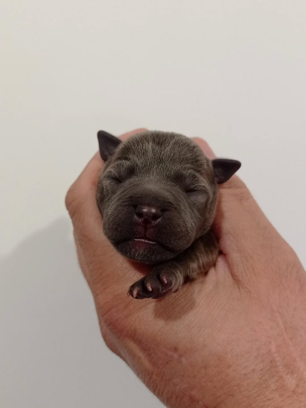 Dog's Rider  - Chiots disponibles - Staffordshire Bull Terrier