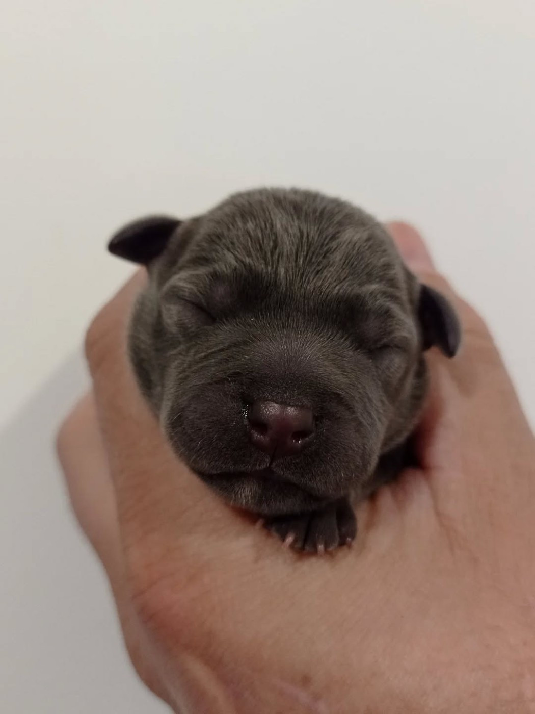 Dog's Rider  - Chiots disponibles - Staffordshire Bull Terrier