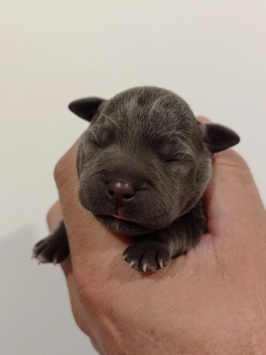 Dog's Rider  - Chiots disponibles - Staffordshire Bull Terrier