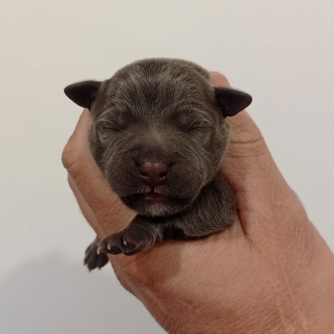 Dog's Rider  - Chiots disponibles - Staffordshire Bull Terrier