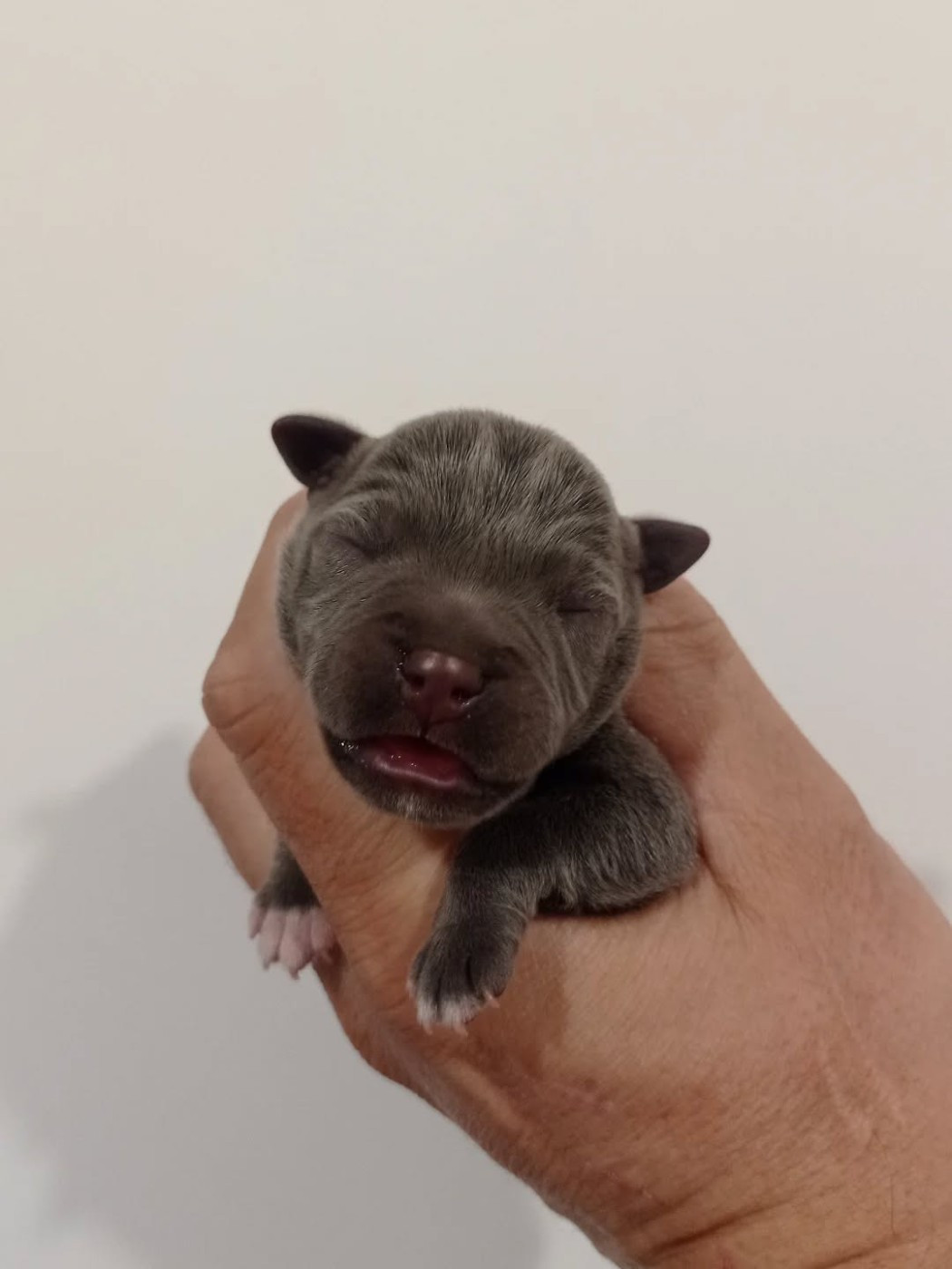 Dog's Rider  - Chiots disponibles - Staffordshire Bull Terrier