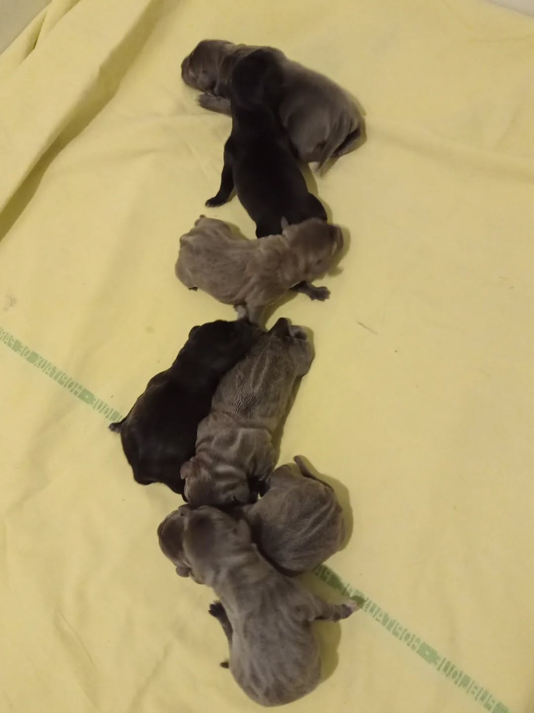 Chiot Staffordshire Bull Terrier Dog's Rider 