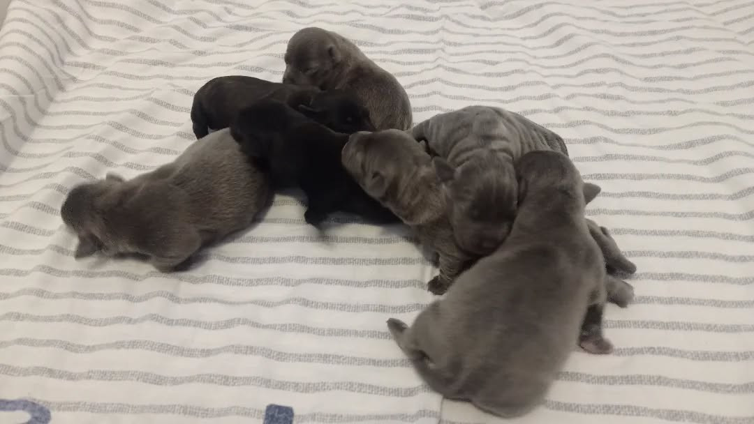 Dog's Rider  - Staffordshire Bull Terrier - Portée née le 03/12/2025