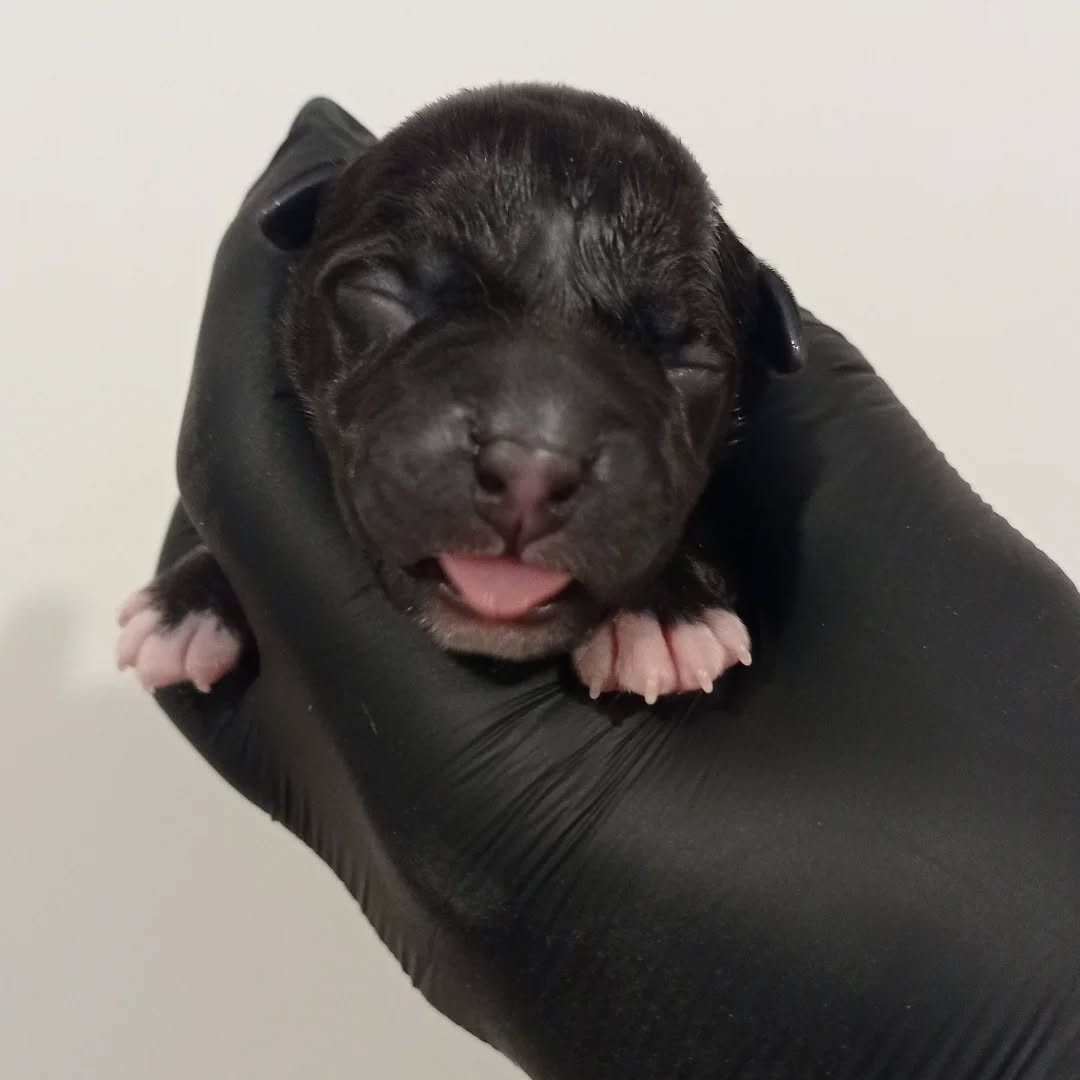 Dog's Rider  - Chiots disponibles - American Staffordshire Terrier