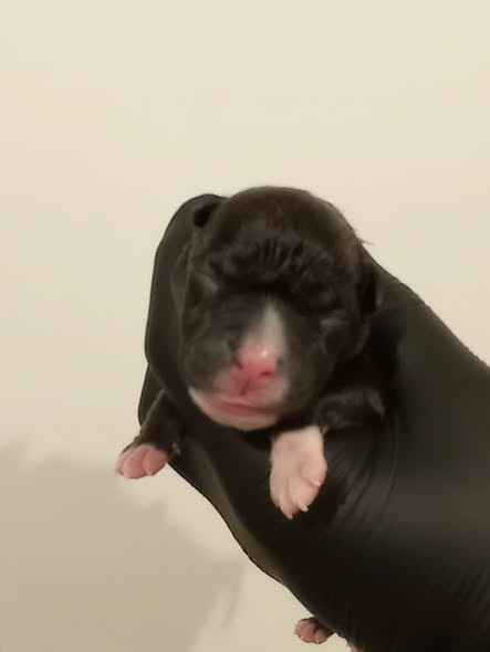 Dog's Rider  - Chiots disponibles - American Staffordshire Terrier