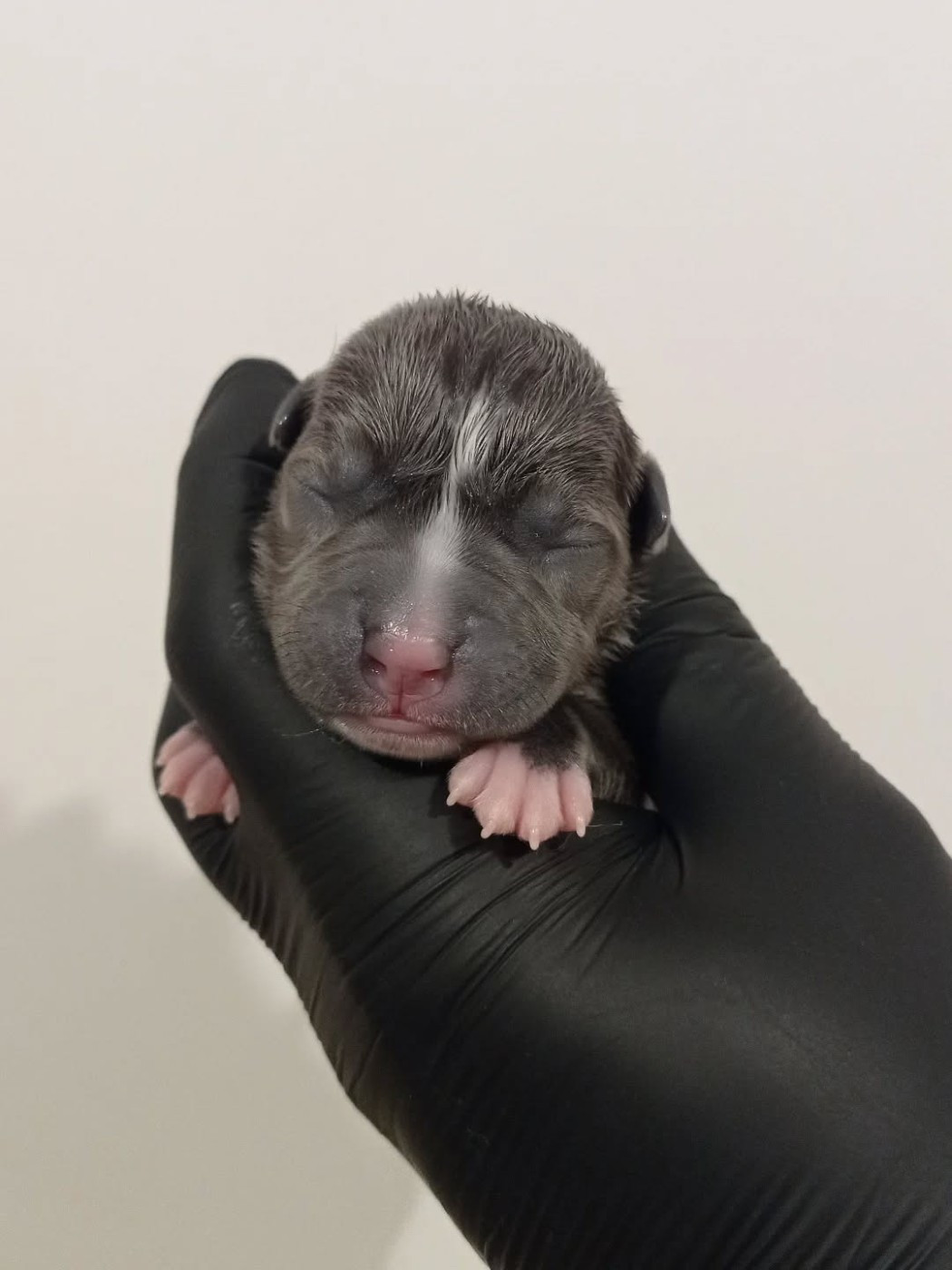 Dog's Rider  - Chiots disponibles - American Staffordshire Terrier