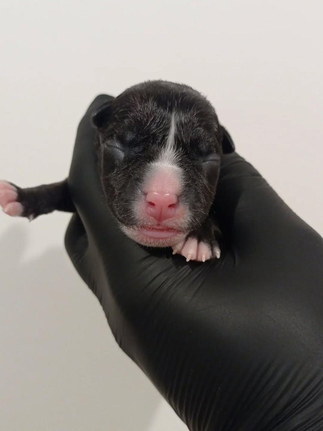 Dog's Rider  - Chiots disponibles - American Staffordshire Terrier