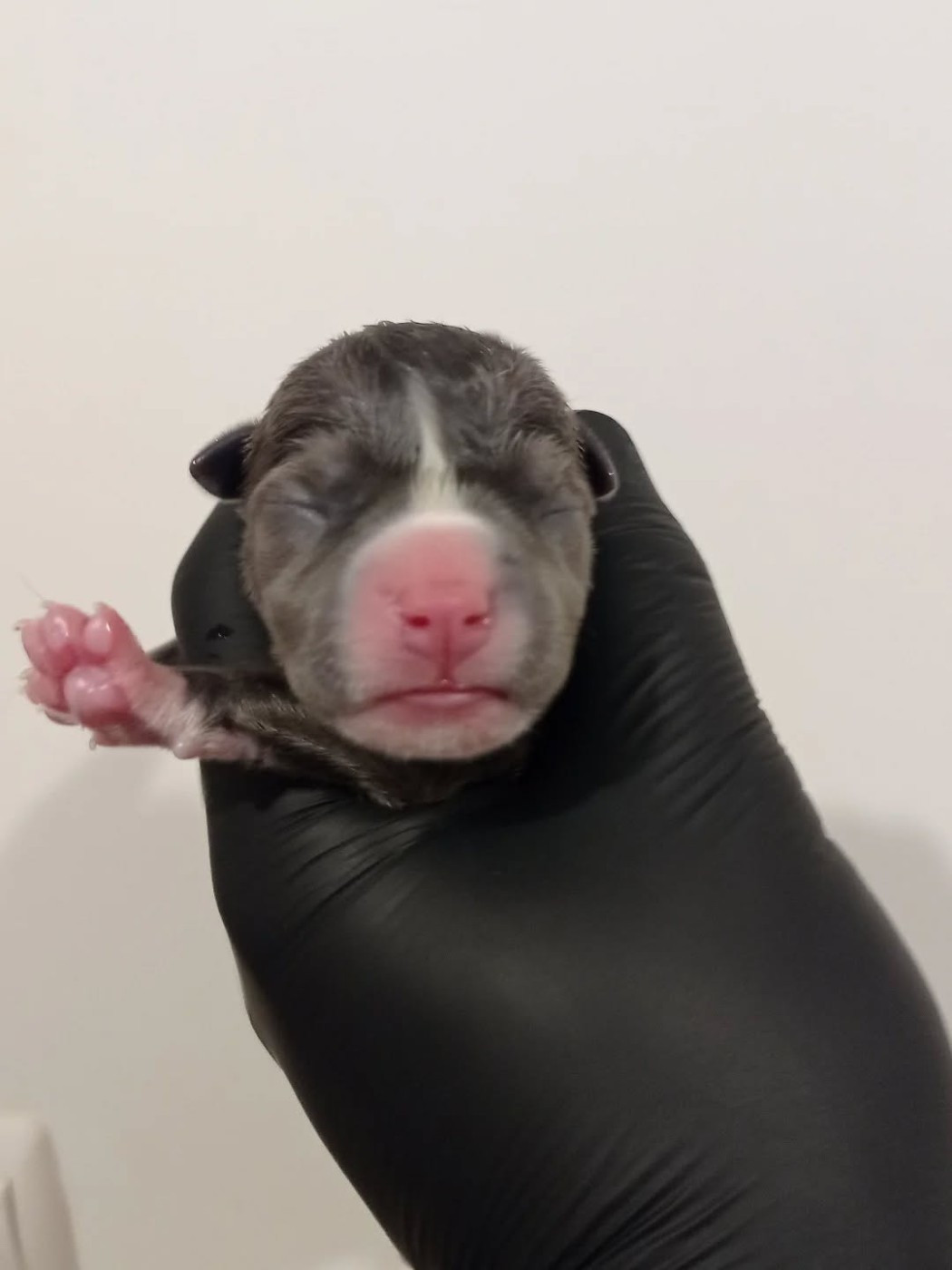 Dog's Rider  - Chiots disponibles - American Staffordshire Terrier