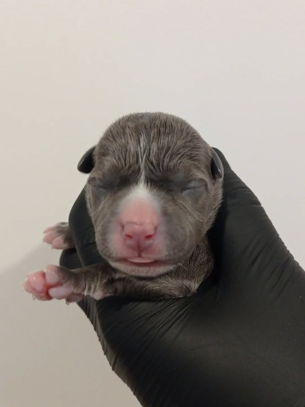 Dog's Rider  - Chiots disponibles - American Staffordshire Terrier