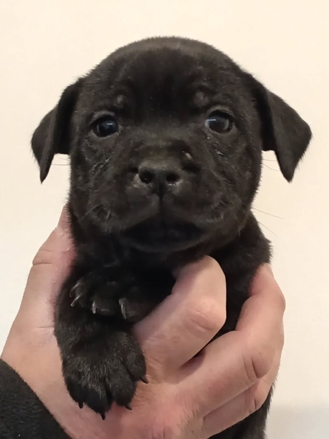 Dog's Rider  - Chiots disponibles - Staffordshire Bull Terrier