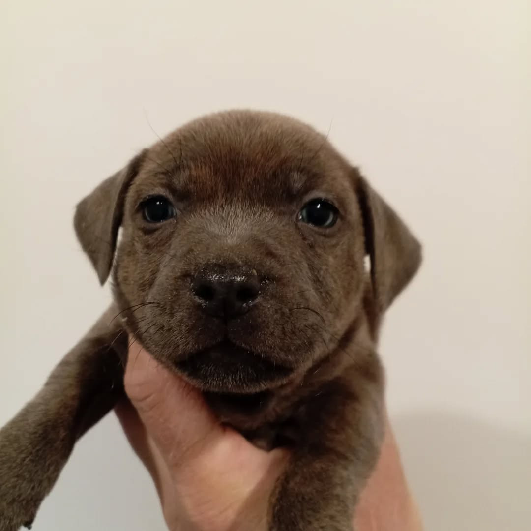 Dog's Rider  - Chiots disponibles - Staffordshire Bull Terrier
