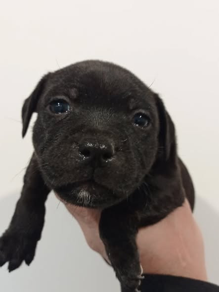 Dog's Rider  - Chiots disponibles - Staffordshire Bull Terrier