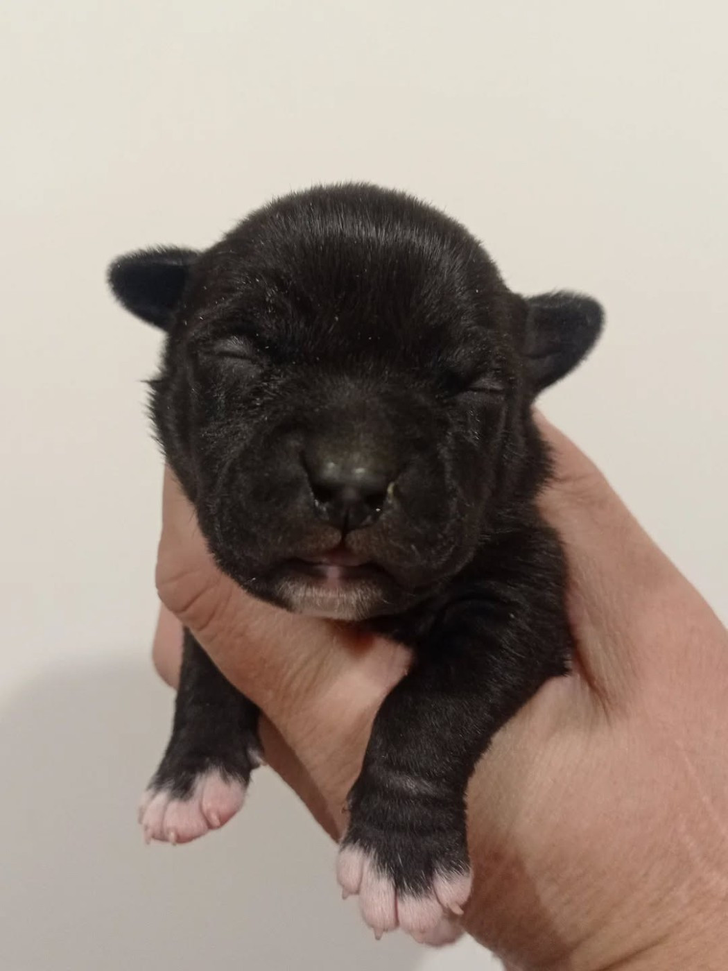 Dog's Rider  - Chiots disponibles - American Staffordshire Terrier