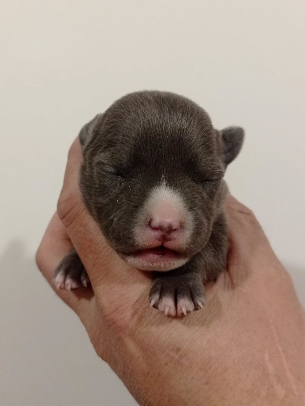 Dog's Rider  - Chiots disponibles - American Staffordshire Terrier