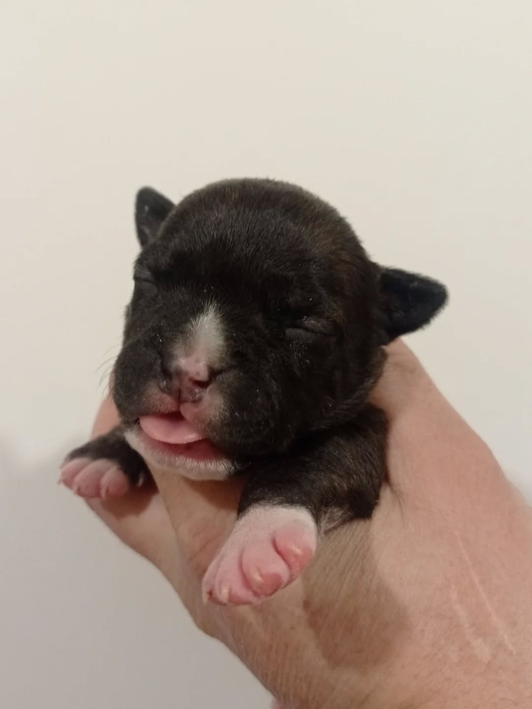 Dog's Rider  - Chiots disponibles - American Staffordshire Terrier