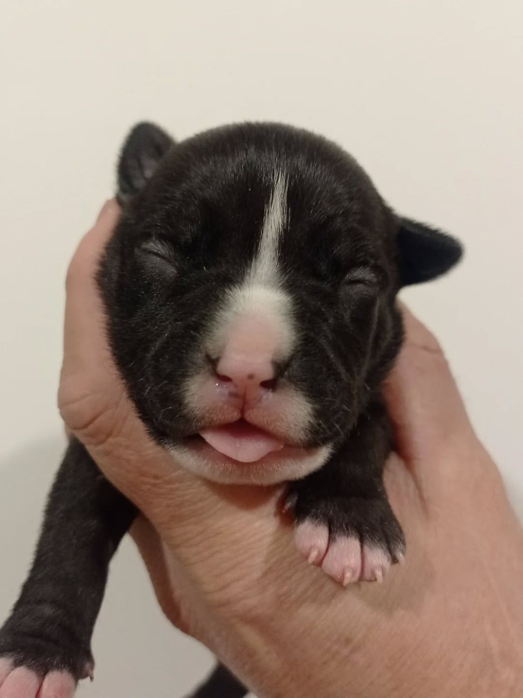 Dog's Rider  - Chiots disponibles - American Staffordshire Terrier