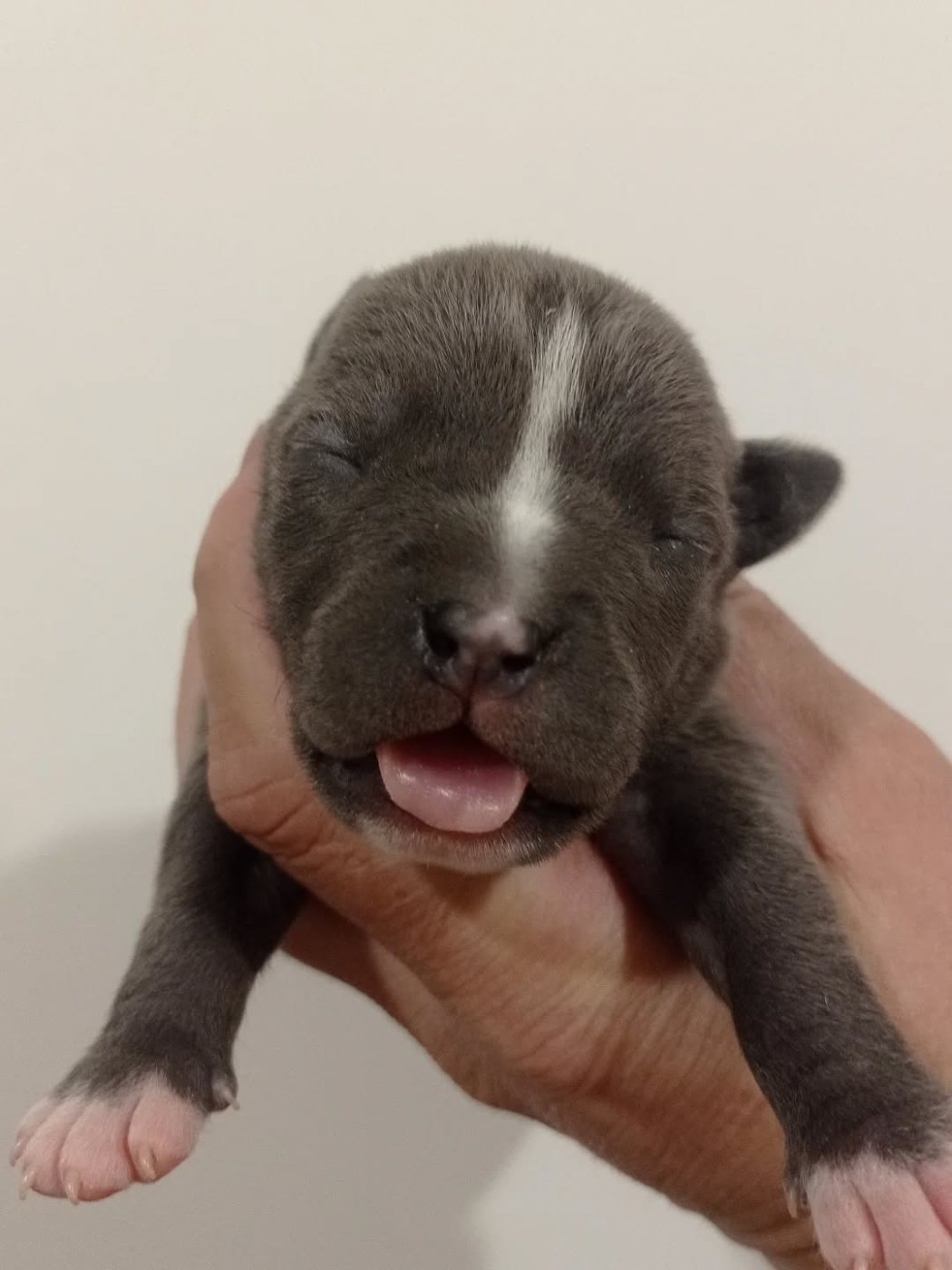 Dog's Rider  - Chiots disponibles - American Staffordshire Terrier