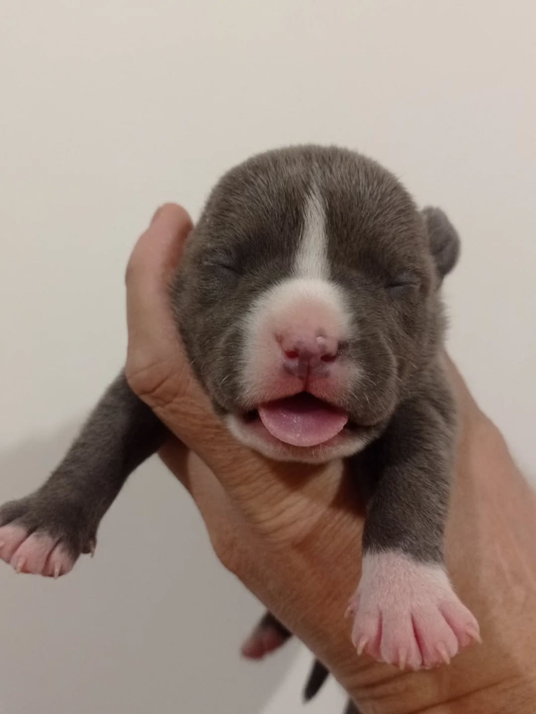 Dog's Rider  - Chiots disponibles - American Staffordshire Terrier