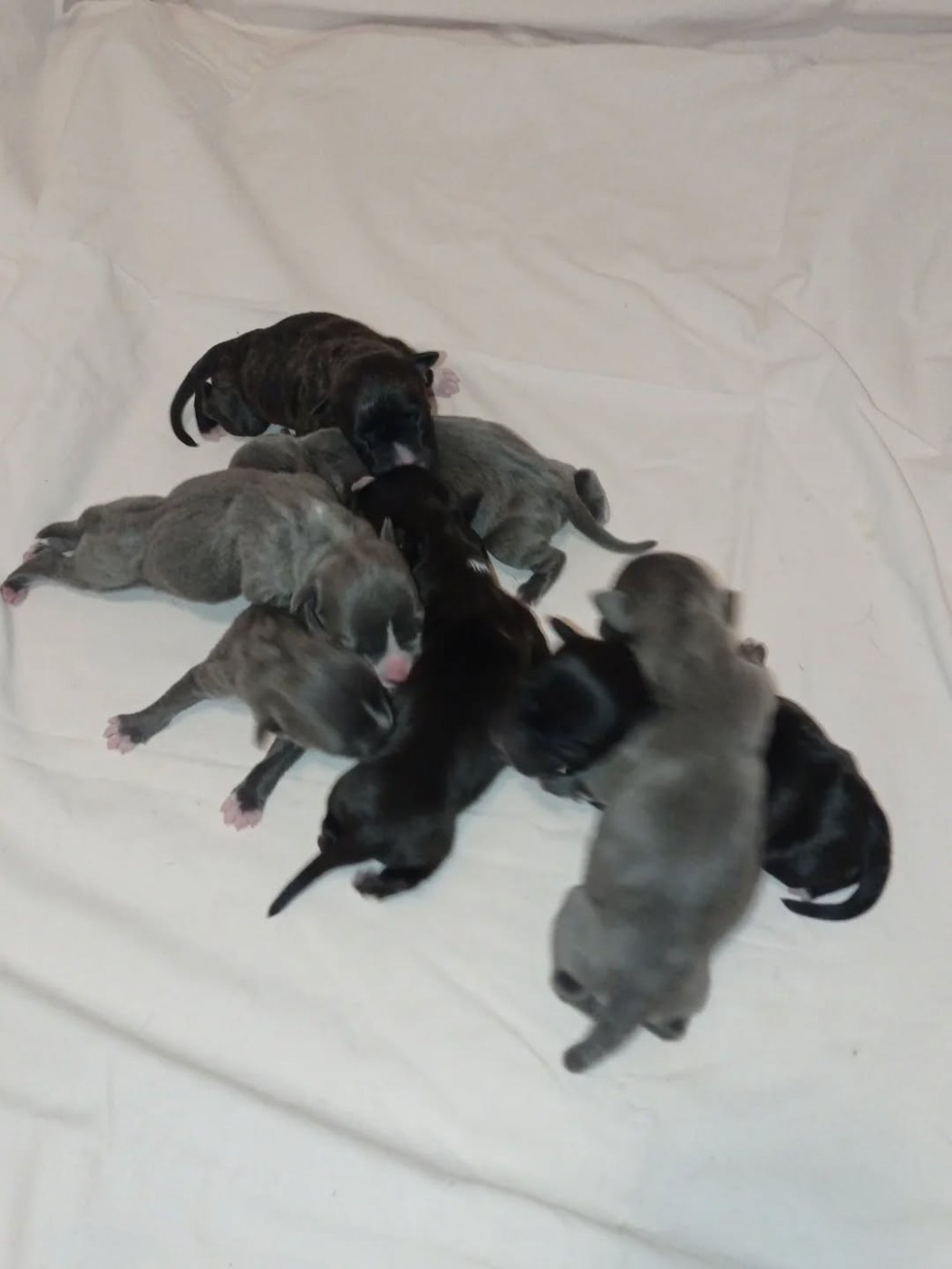 Dog's Rider  - American Staffordshire Terrier - Portée née le 06/01/2026