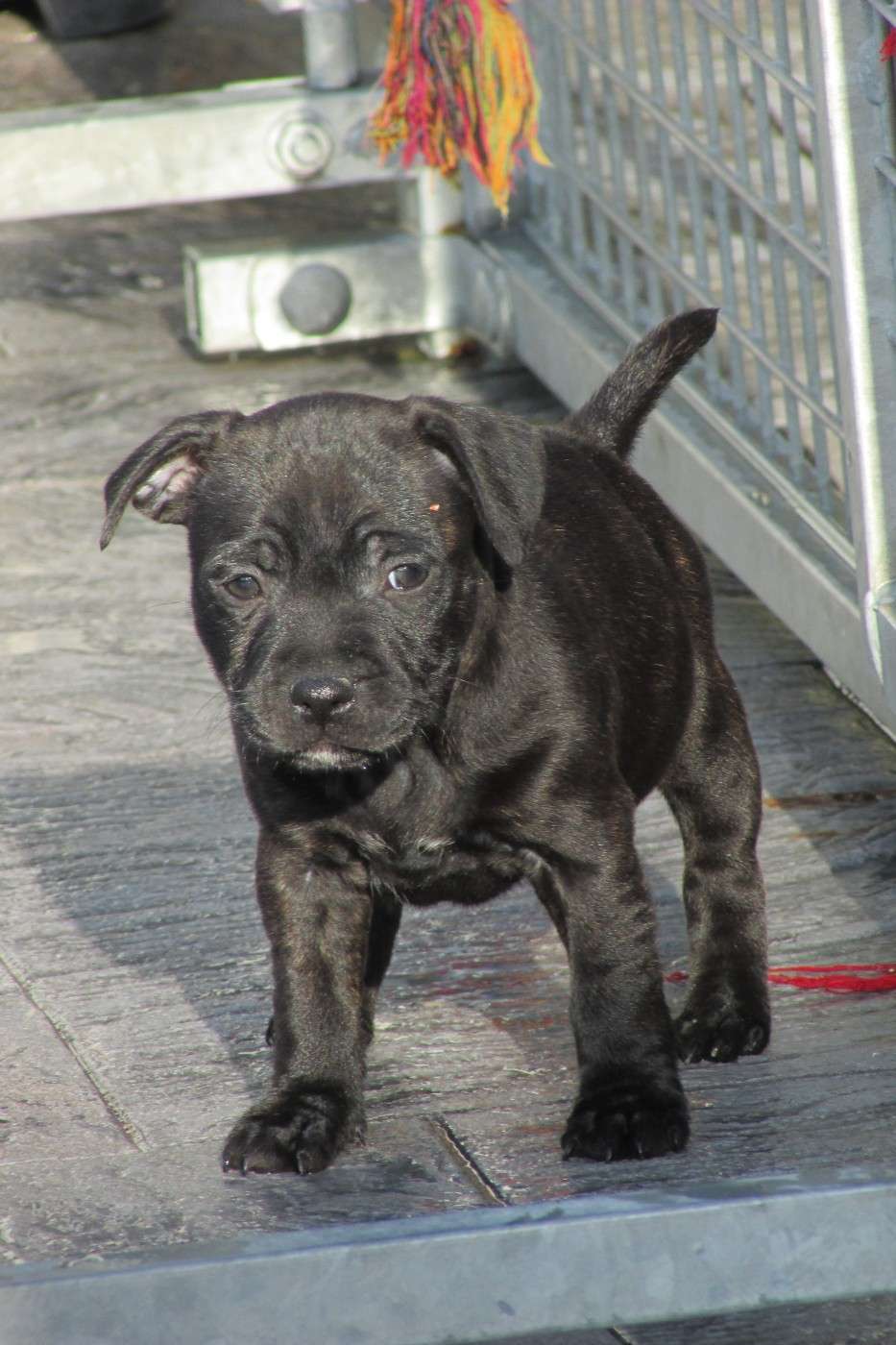 Dog's Rider  - Chiots disponibles - Staffordshire Bull Terrier