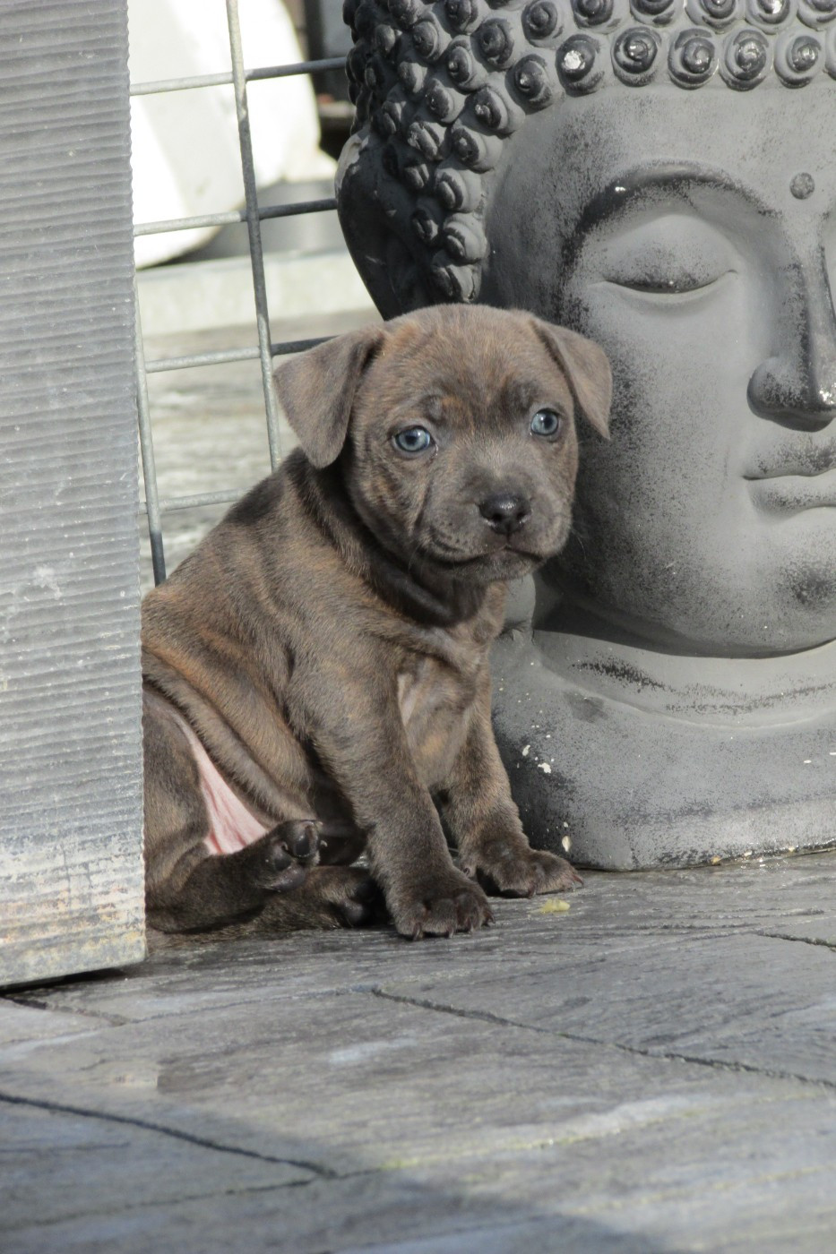 Dog's Rider  - Chiots disponibles - Staffordshire Bull Terrier