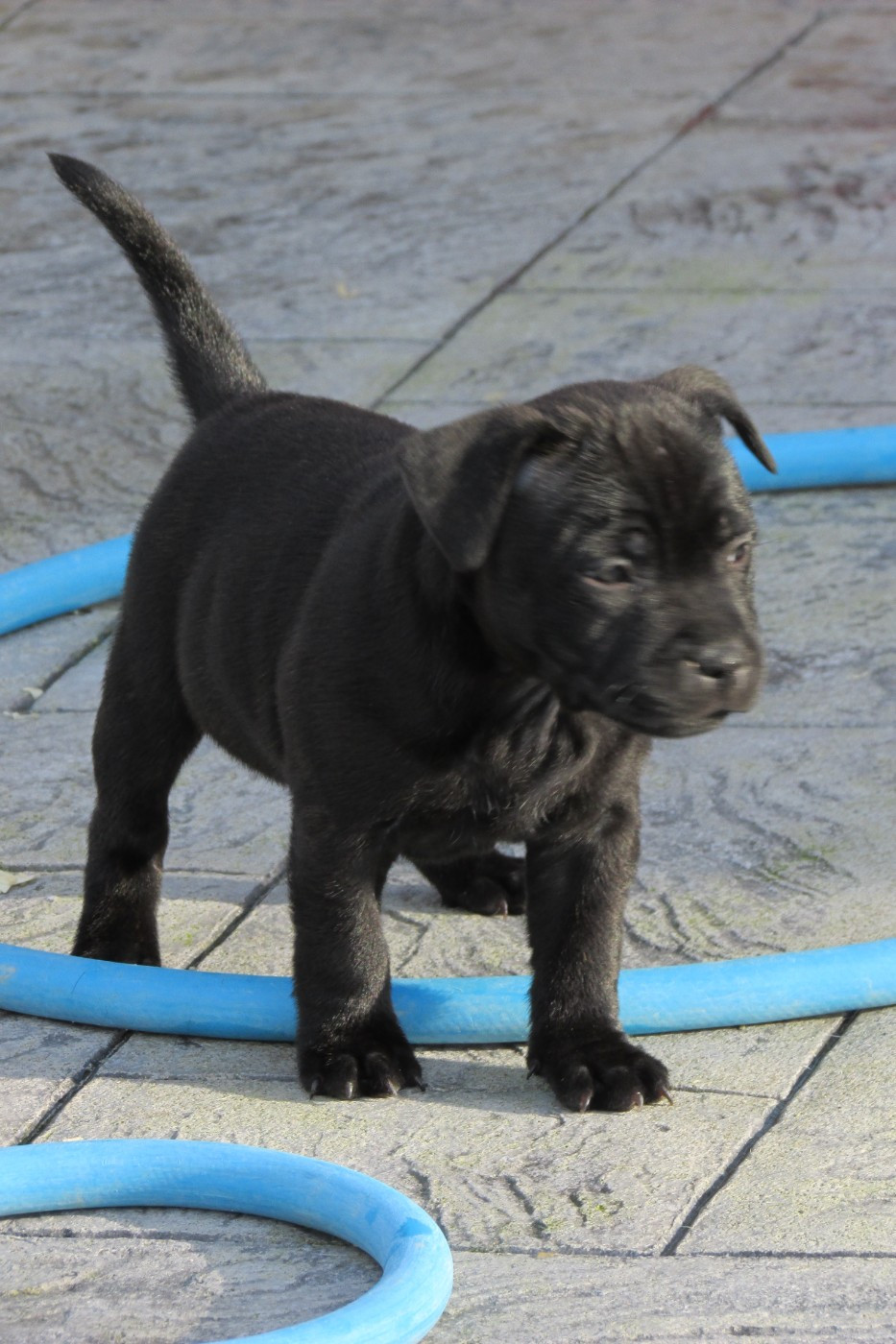 Dog's Rider  - Chiots disponibles - Staffordshire Bull Terrier