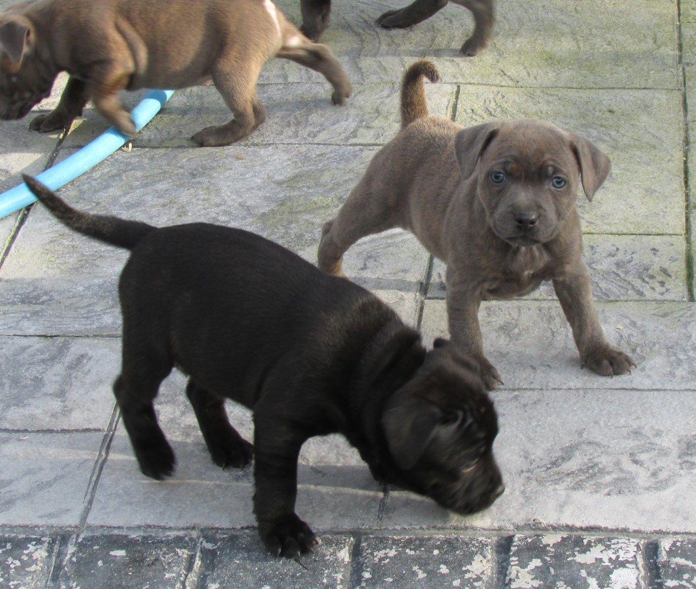 Dog's Rider  - Staffordshire Bull Terrier - Portée née le 03/12/2025